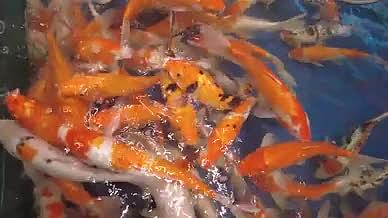湖南郴州生源时代广场游泳的金鱼视频视频视频的预览图